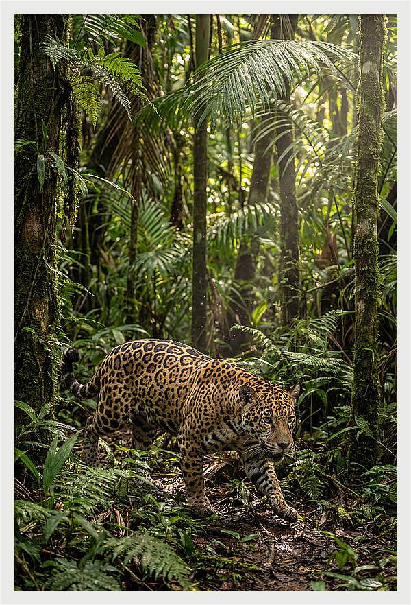 Jaguar Walking Through Lush Rainforest