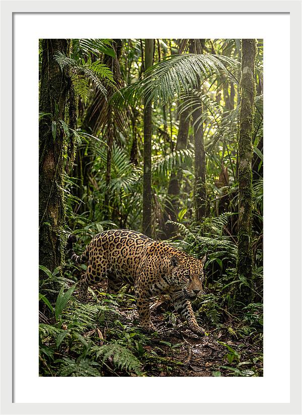 Jaguar Walking Through Lush Rainforest