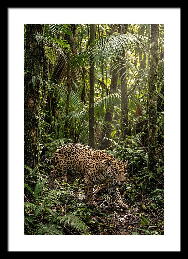 Jaguar Walking Through Lush Rainforest
