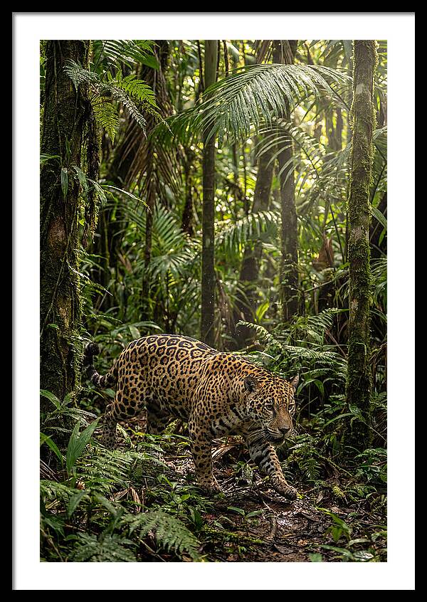 Jaguar Walking Through Lush Rainforest