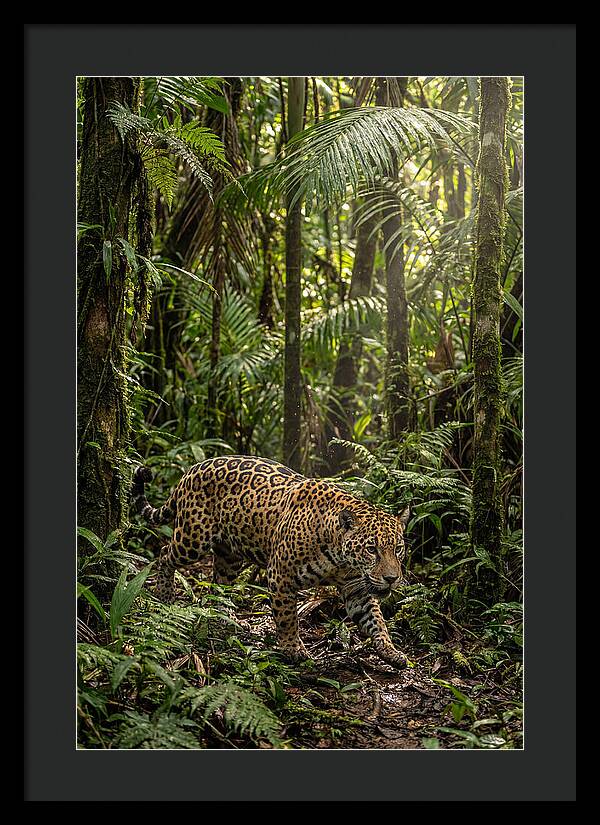 Jaguar Walking Through Lush Rainforest