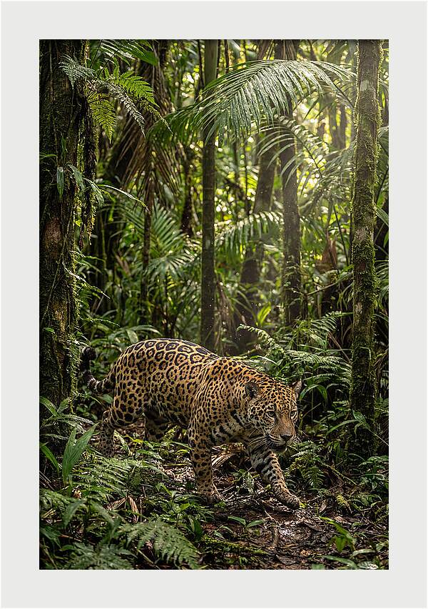 Jaguar Walking Through Lush Rainforest
