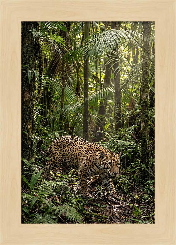 Jaguar Walking Through Lush Rainforest