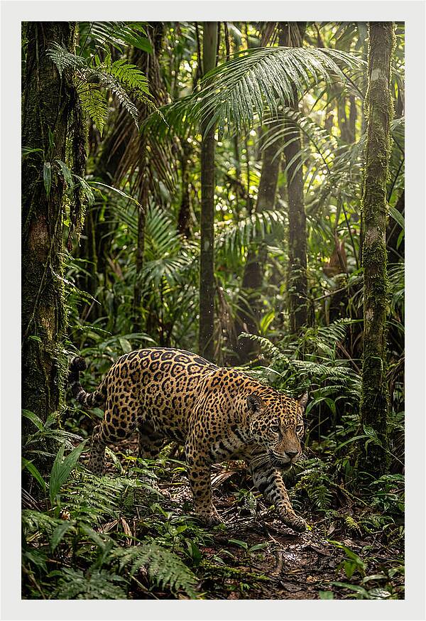 Jaguar Walking Through Lush Rainforest