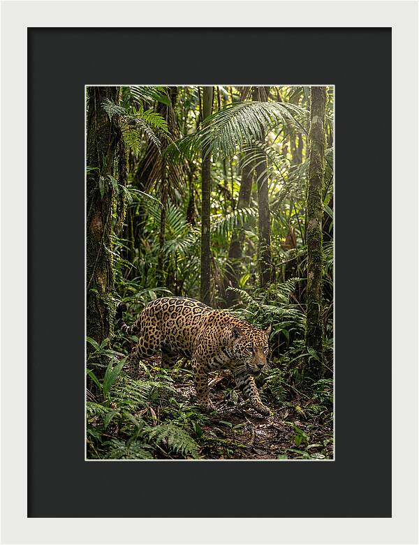 Jaguar Walking Through Lush Rainforest