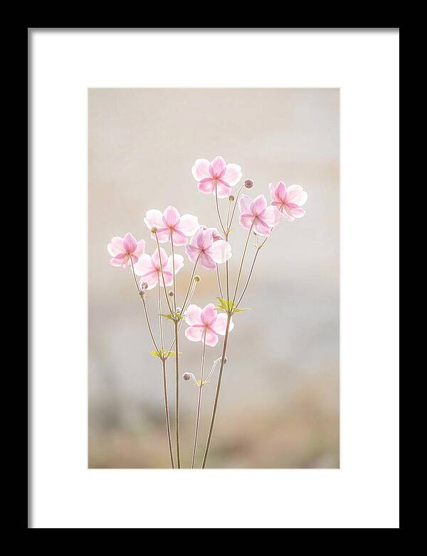 Japanese Anemone Blossoms In Soft Pink