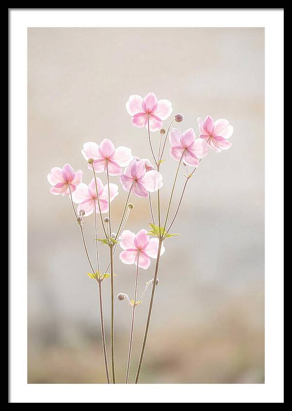 Japanese Anemone Blossoms In Soft Pink