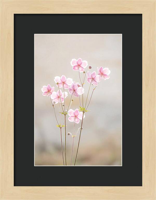 Japanese Anemone Blossoms In Soft Pink
