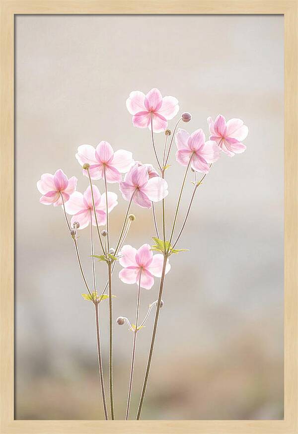 Japanese Anemone Blossoms In Soft Pink
