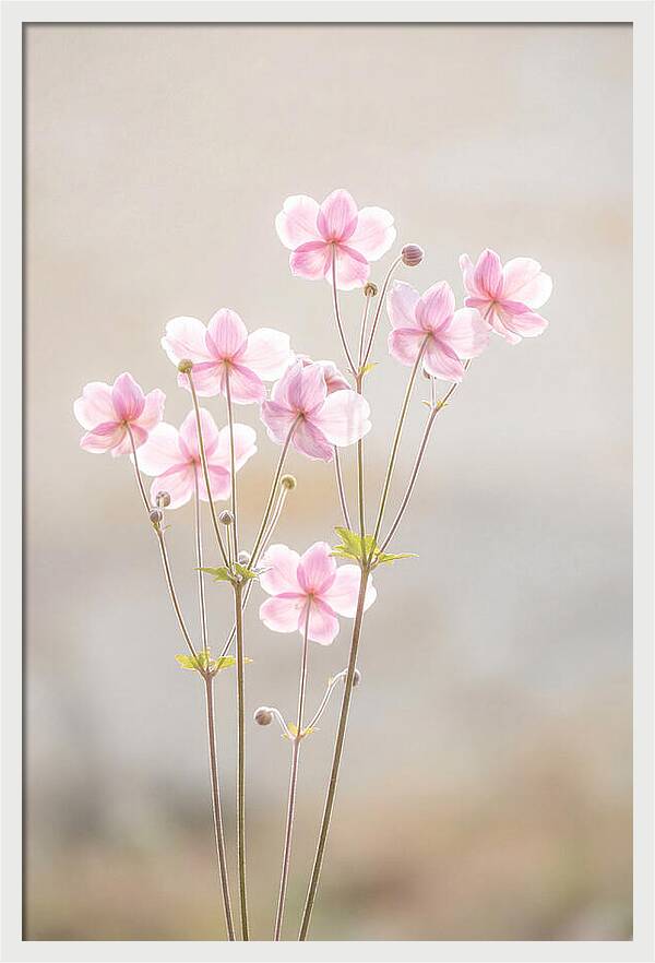 Japanese Anemone Blossoms In Soft Pink