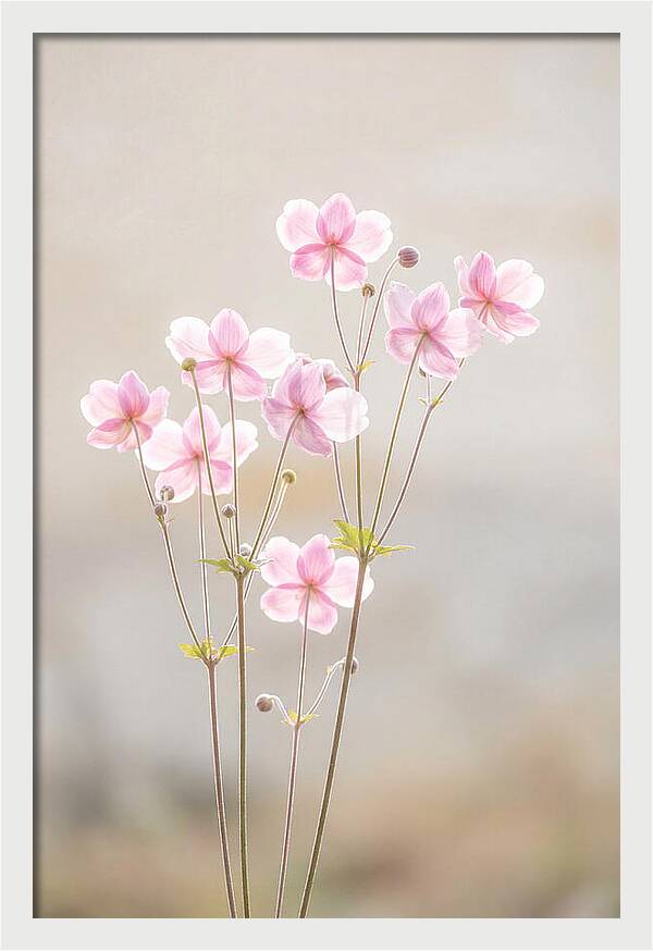 Japanese Anemone Blossoms In Soft Pink