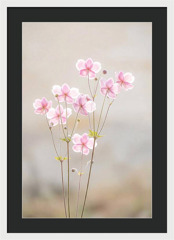 Japanese Anemone Blossoms In Soft Pink