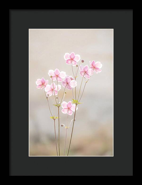 Japanese Anemone Blossoms In Soft Pink