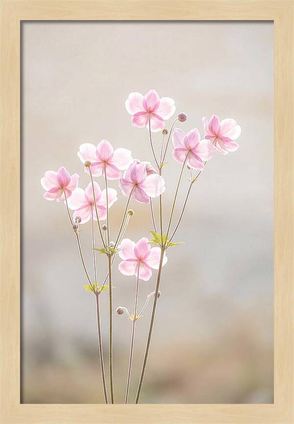 Japanese Anemone Blossoms In Soft Pink