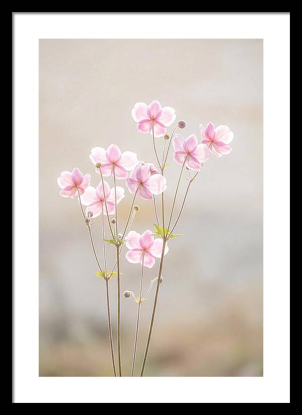 Japanese Anemone Blossoms In Soft Pink
