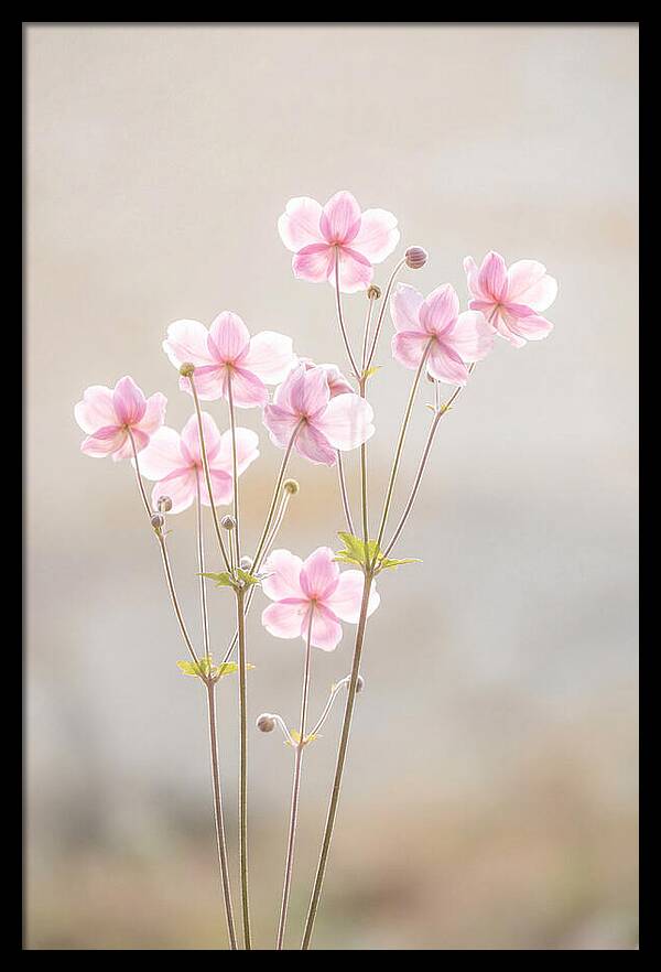 Japanese Anemone Blossoms In Soft Pink