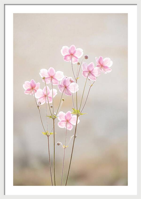 Japanese Anemone Blossoms In Soft Pink