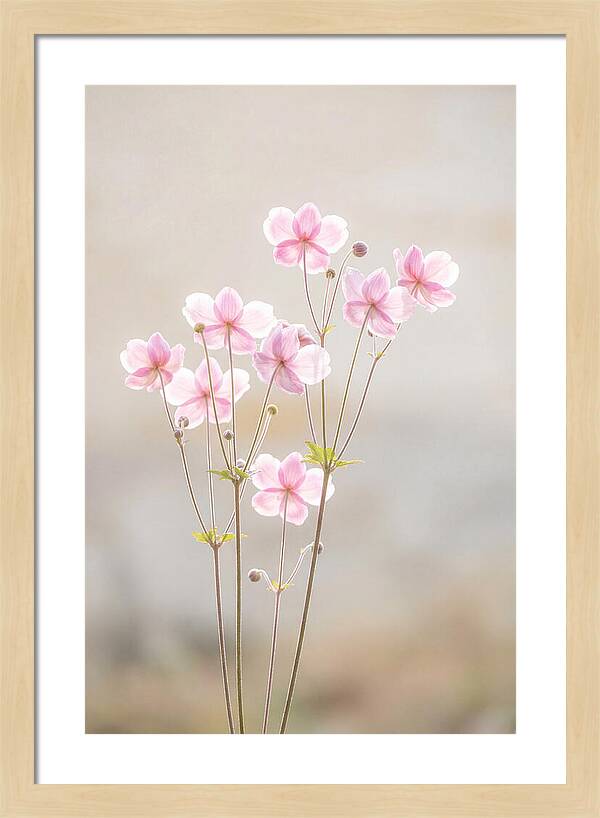 Japanese Anemone Blossoms In Soft Pink