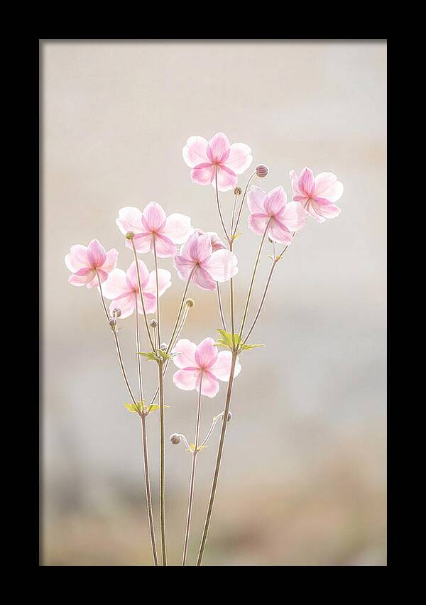 Japanese Anemone Blossoms In Soft Pink