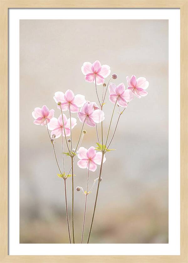 Japanese Anemone Blossoms In Soft Pink