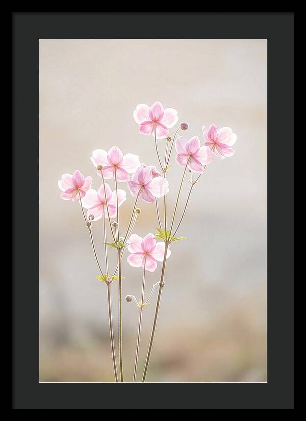Japanese Anemone Blossoms In Soft Pink
