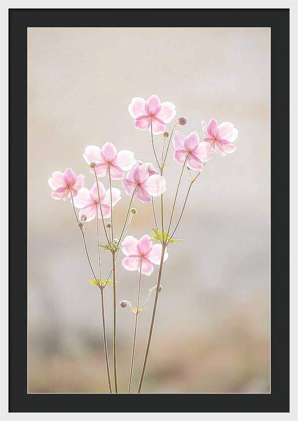 Japanese Anemone Blossoms In Soft Pink