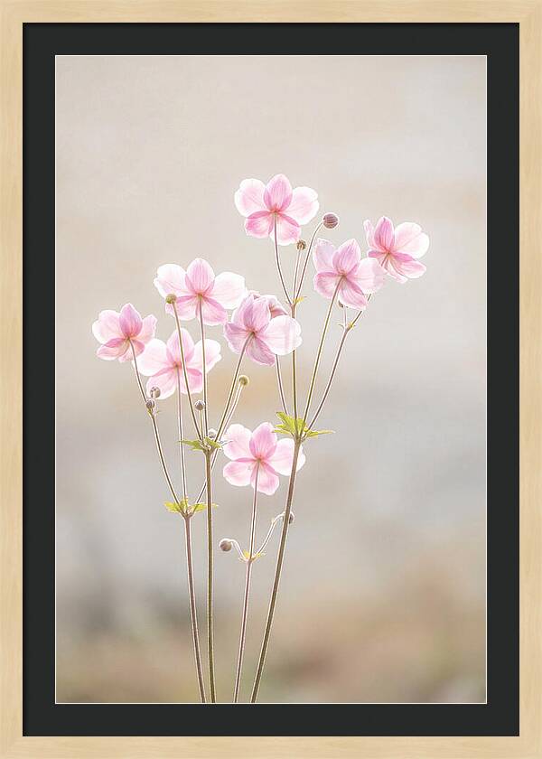 Japanese Anemone Blossoms In Soft Pink