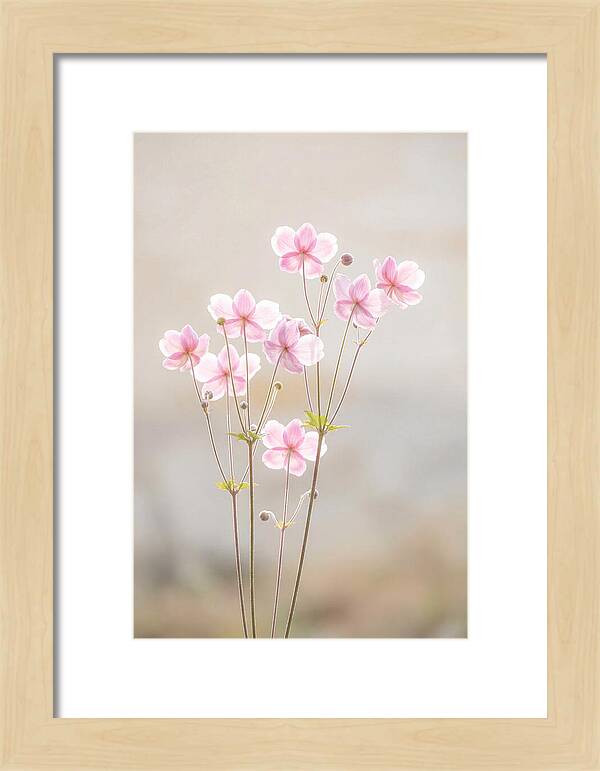 Japanese Anemone Blossoms In Soft Pink