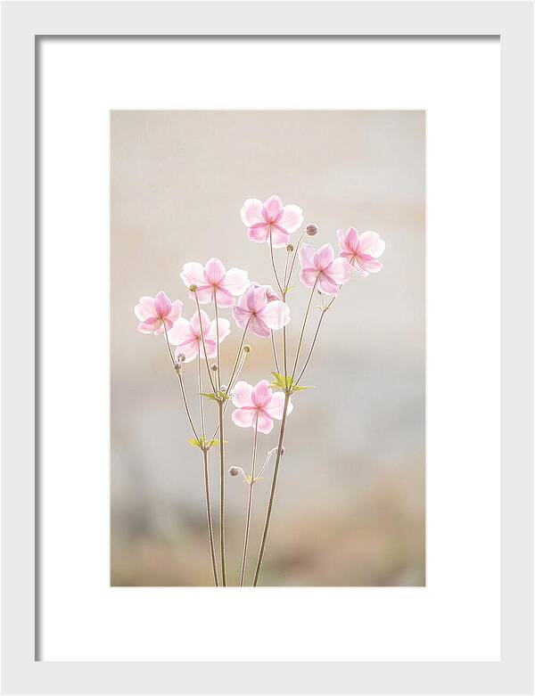 Japanese Anemone Blossoms In Soft Pink