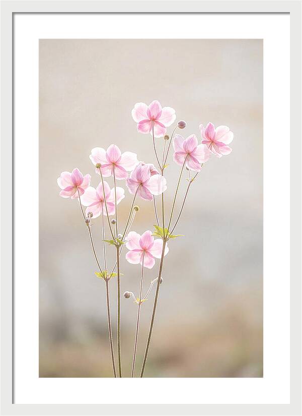 Japanese Anemone Blossoms In Soft Pink