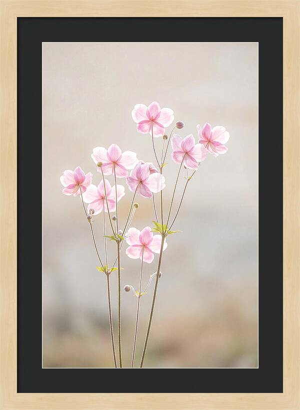 Japanese Anemone Blossoms In Soft Pink