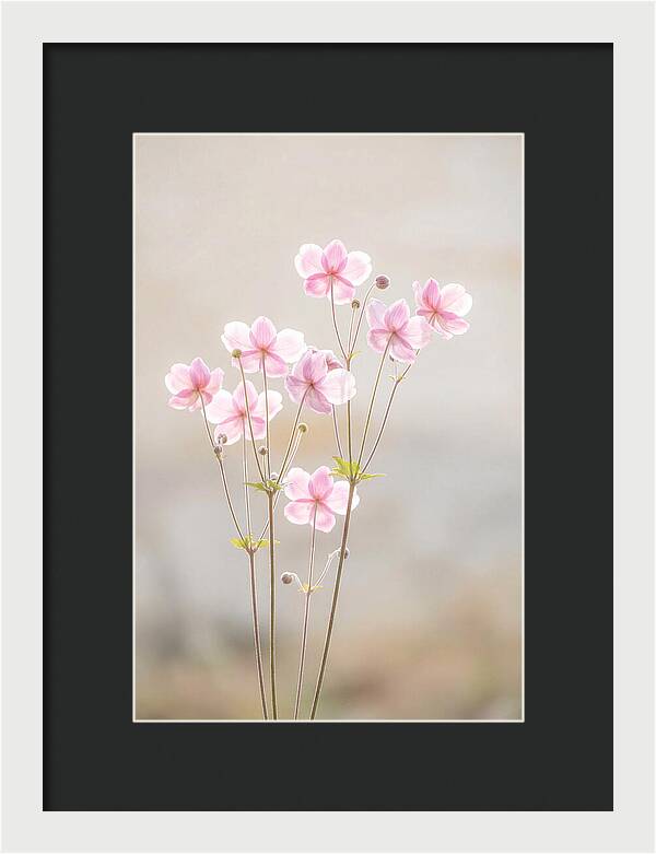Japanese Anemone Blossoms In Soft Pink