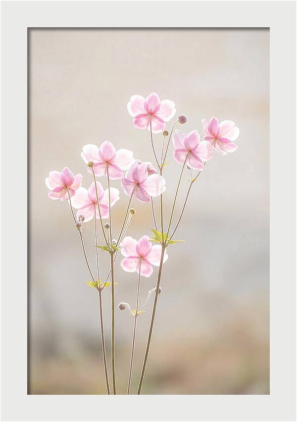 Japanese Anemone Blossoms In Soft Pink