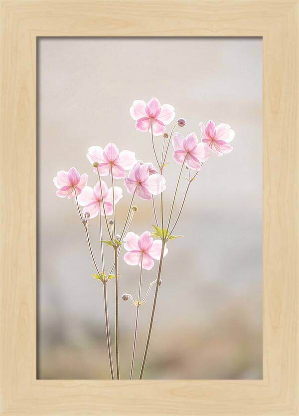 Japanese Anemone Blossoms In Soft Pink