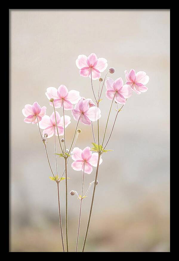 Japanese Anemone Blossoms In Soft Pink