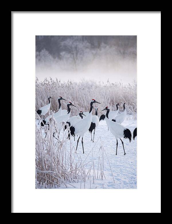 Japanese Cranes Flock In Snow