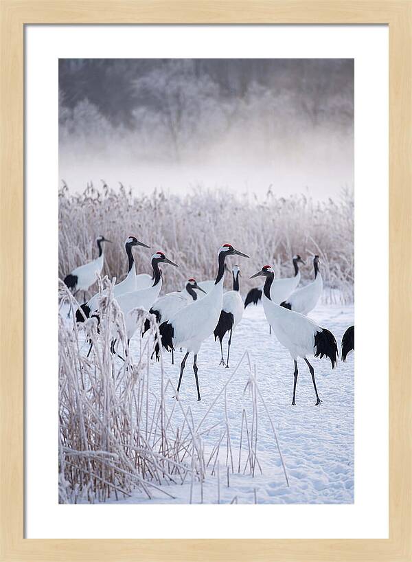Japanese Cranes Flock In Snow