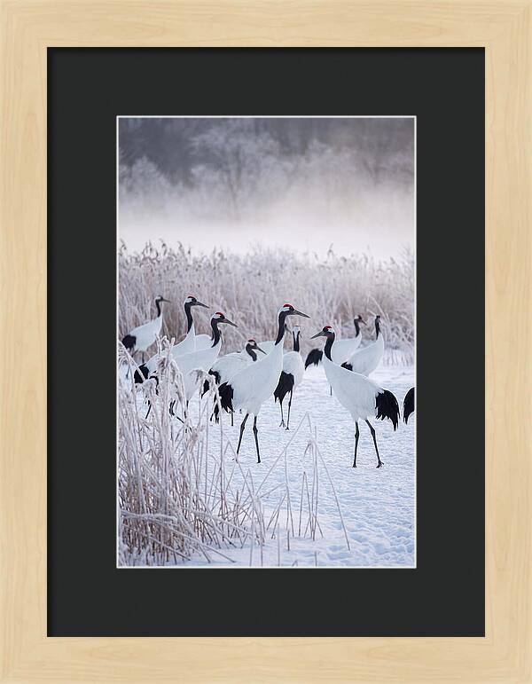 Japanese Cranes Flock In Snow