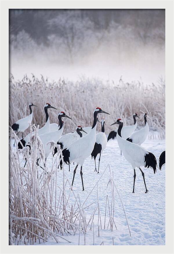 Japanese Cranes Flock In Snow