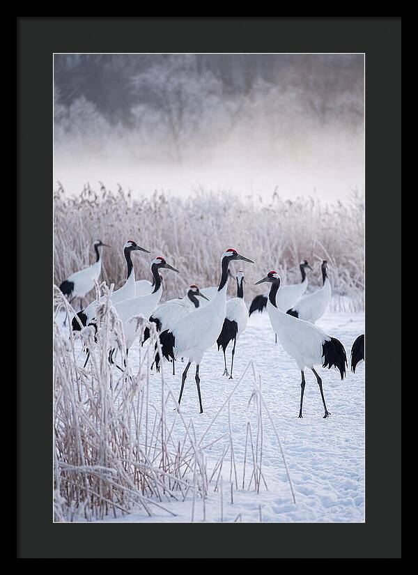Japanese Cranes Flock In Snow