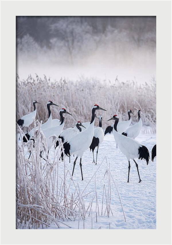 Japanese Cranes Flock In Snow