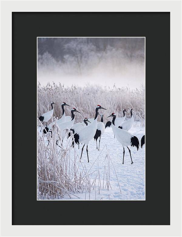 Japanese Cranes Flock In Snow