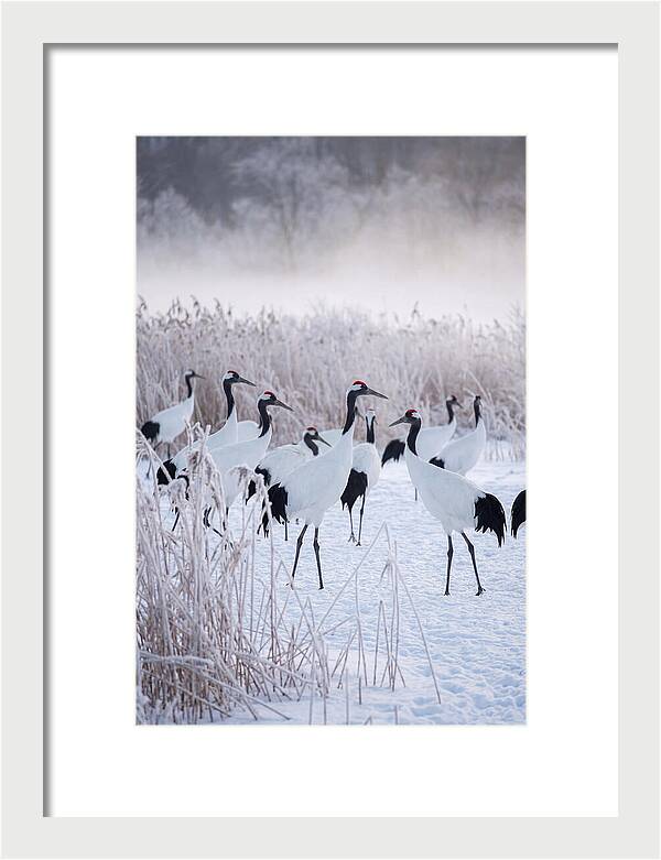 Japanese Cranes Flock In Snow