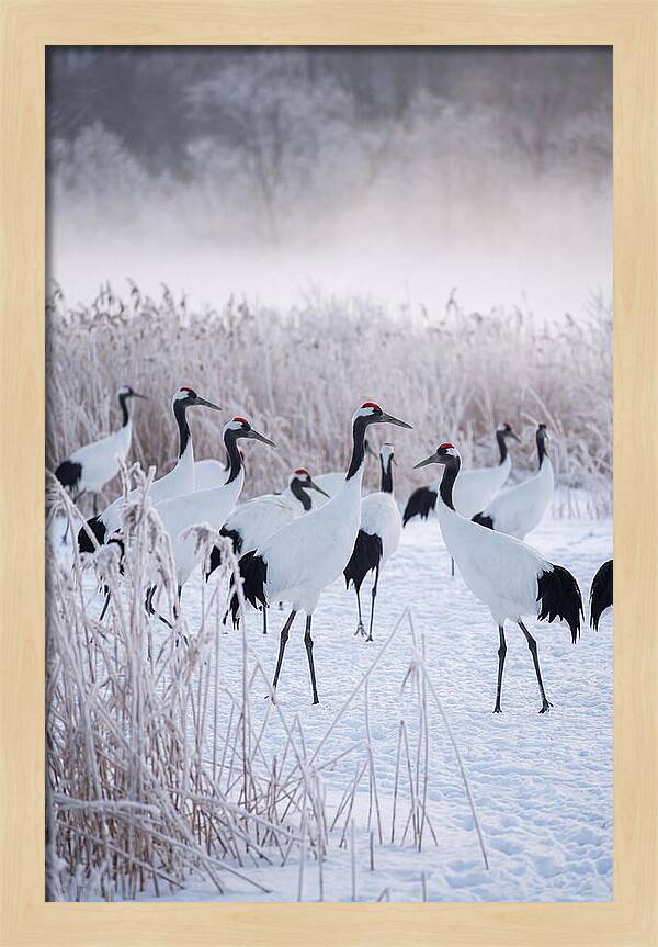 Japanese Cranes Flock In Snow
