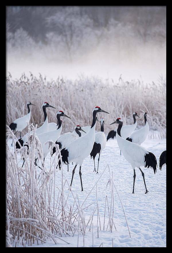 Japanese Cranes Flock In Snow