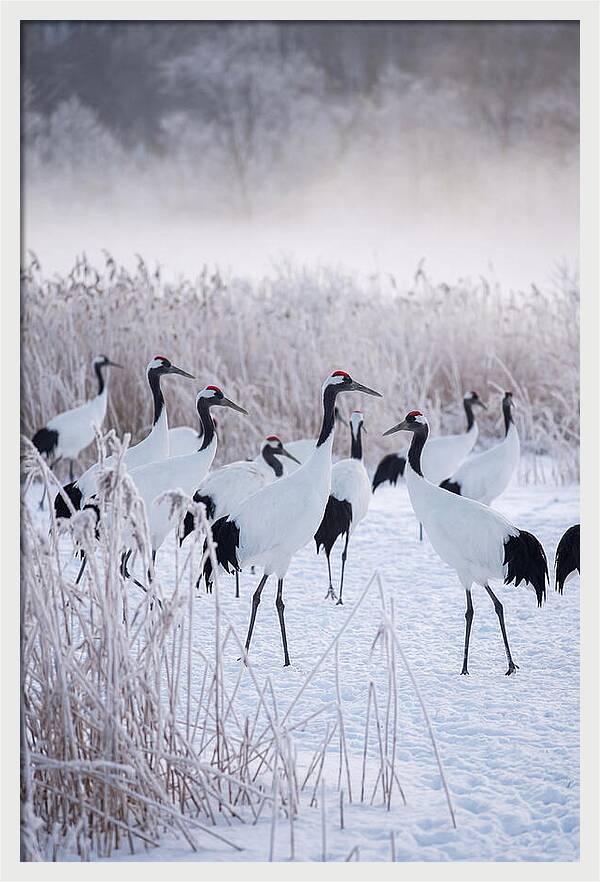 Japanese Cranes Flock In Snow