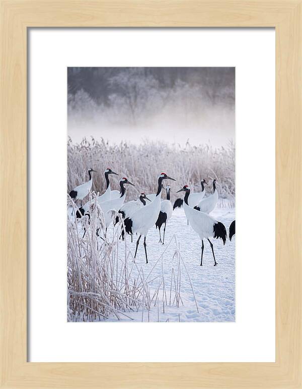 Japanese Cranes Flock In Snow