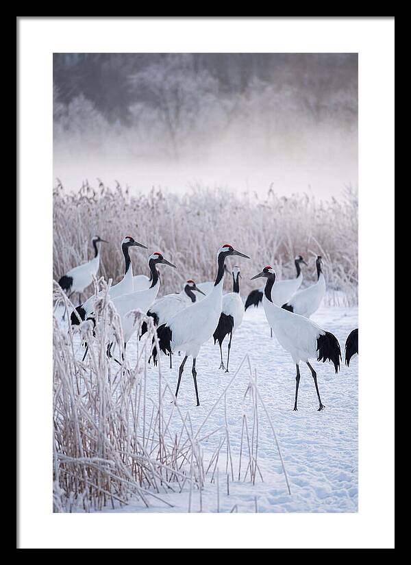 Japanese Cranes Flock In Snow