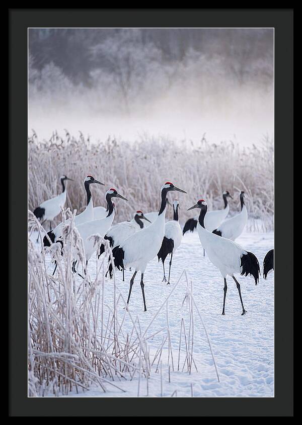 Japanese Cranes Flock In Snow