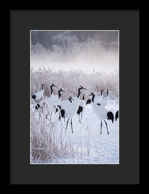 Japanese Cranes Flock In Snow